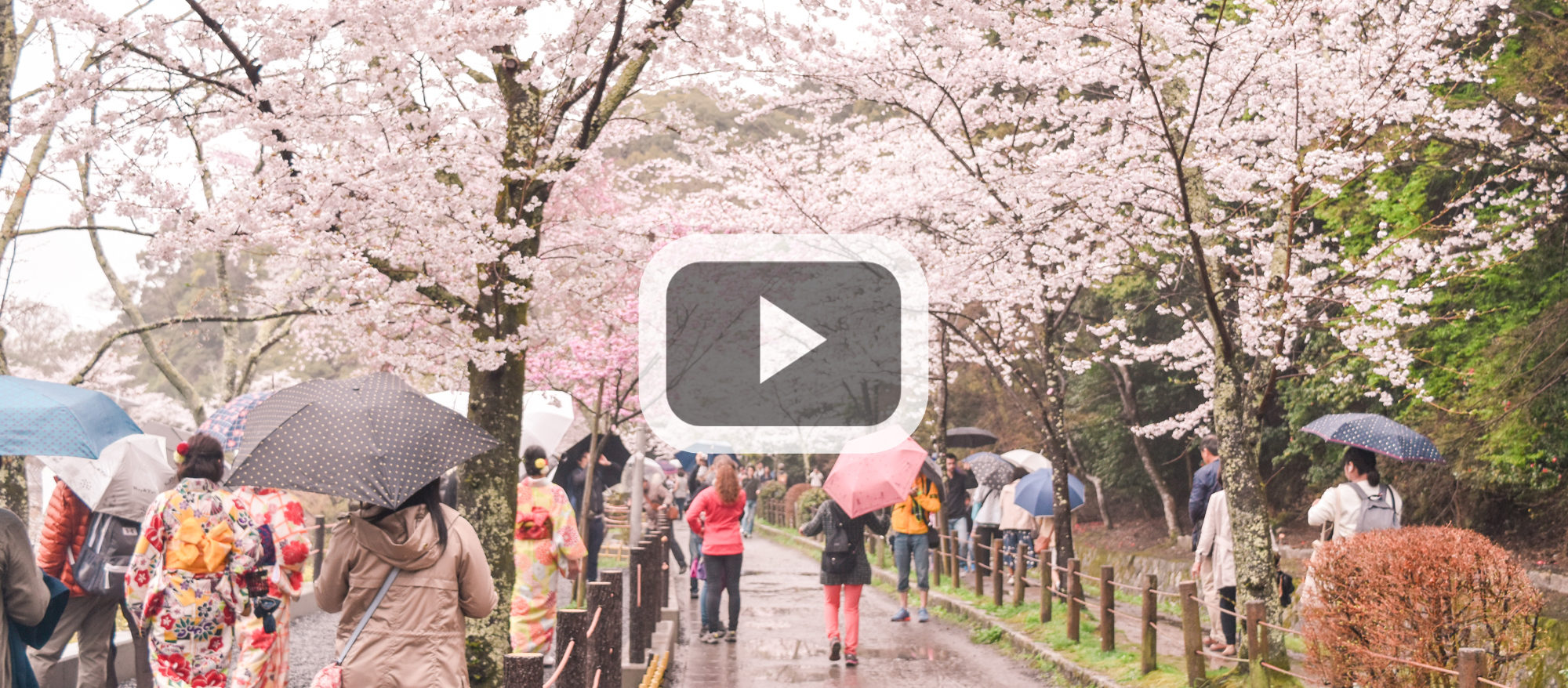 Travel Video: Spring in Japan