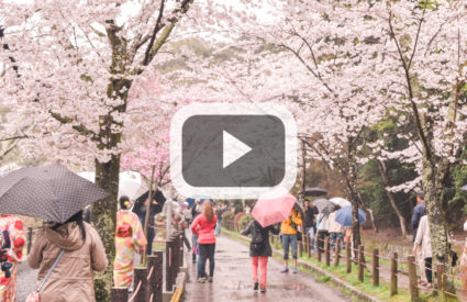 Travel Video: Spring in Japan