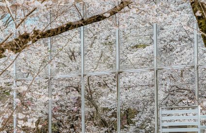 Sakura Secrets and Silent Wishes