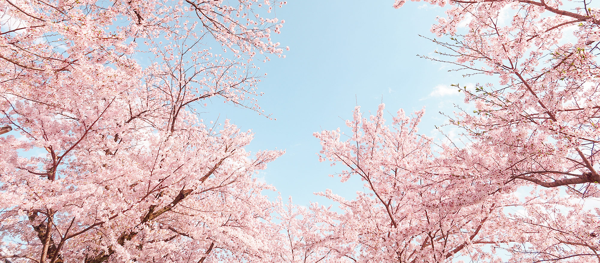 Spring in Tokyo (Part 1 of Japan Trip)