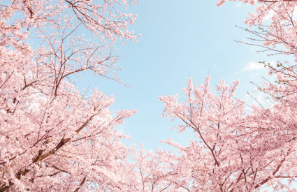 Spring in Tokyo (Part 1 of Japan Trip)